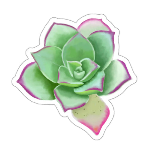 Discover the Beauty of My Echeveria Succulent of the Month Die-Cut Vinyl Stickers!