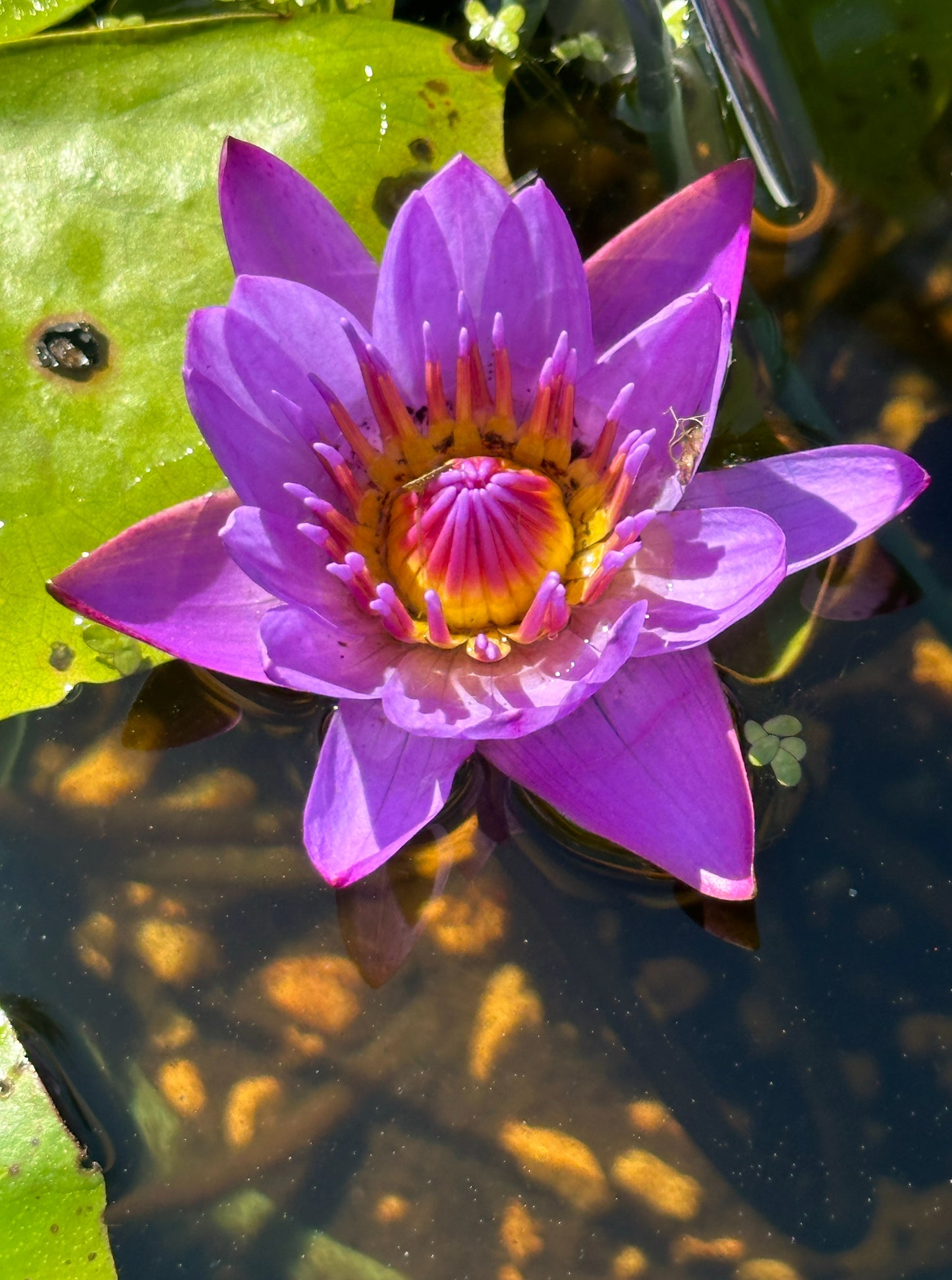 Purple Water Lily Digital Painted Paper Collage Print - Premium Matte Paper Wooden Framed Poster