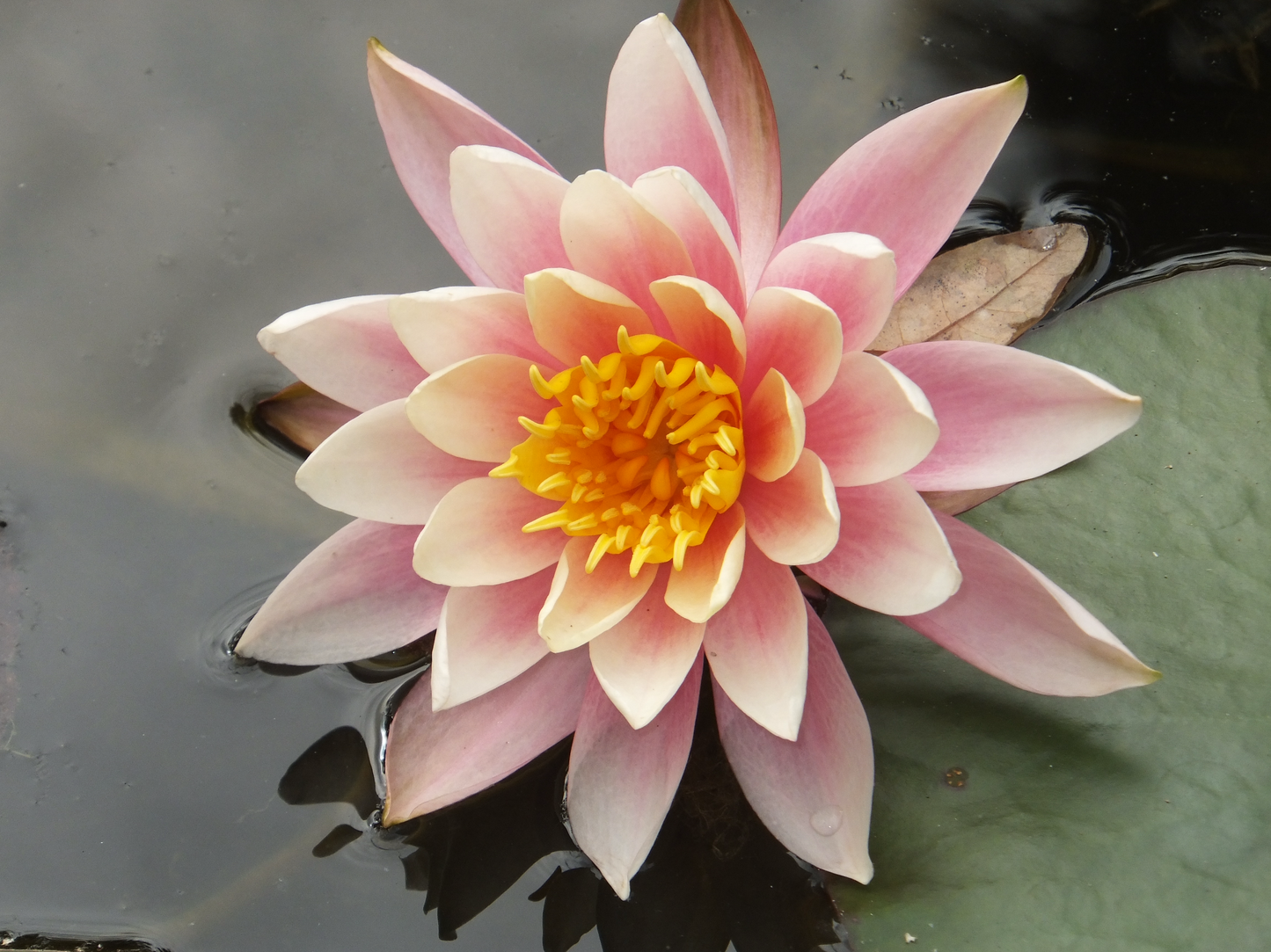 Serenity Bloom: The Ethereal Water Lily Print - Premium Matte Paper Wooden Framed Poster