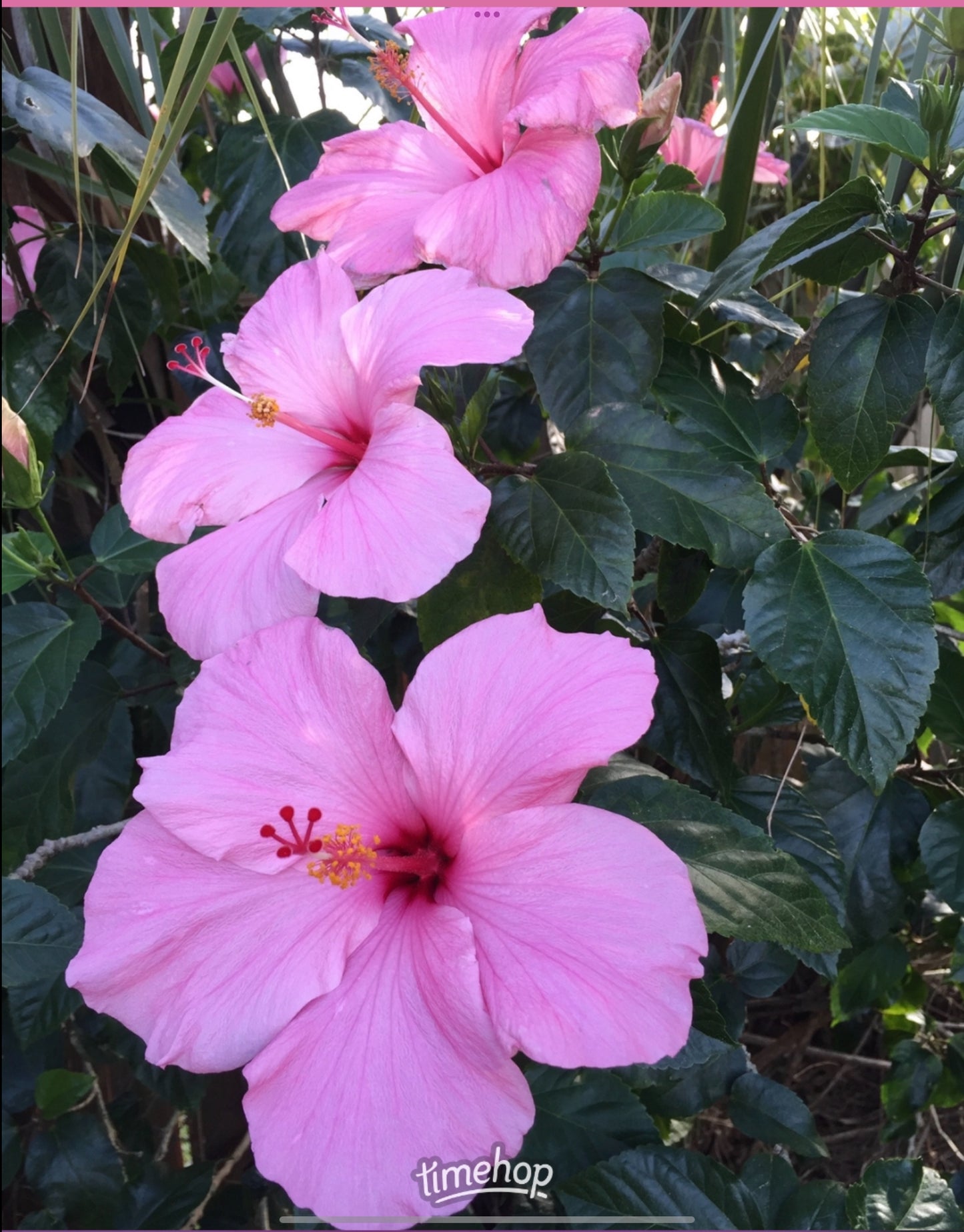 Three Pink Hibiscus - Premium Matte Paper Wooden Framed Poster