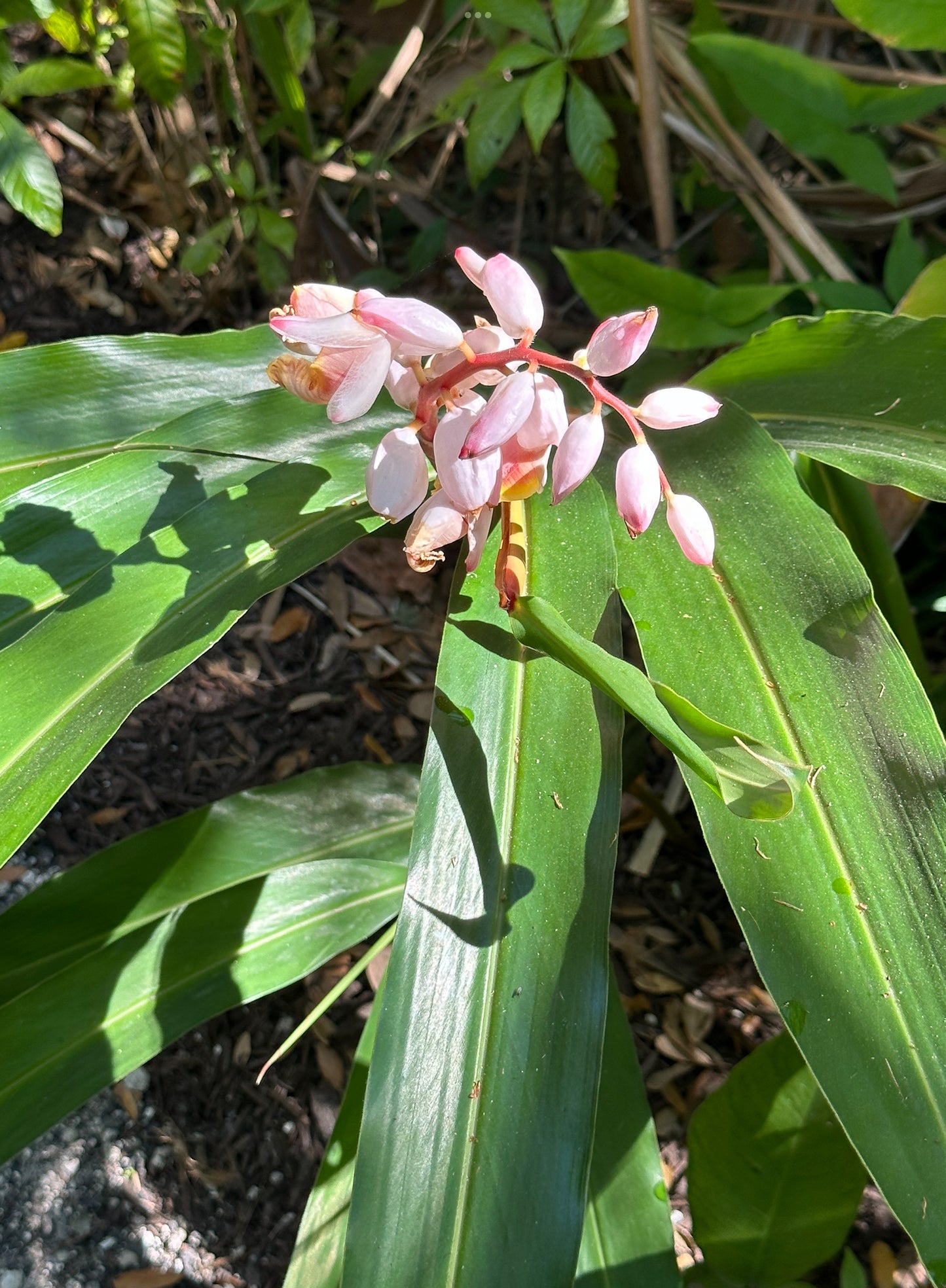 Alpinia Plant Digital Painted Paper Collage - Premium Matte Paper Wooden Framed Poster