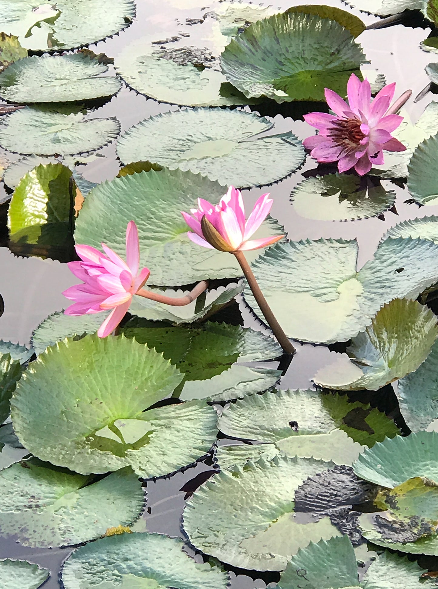 Lily Pads and Pink Water Lilies Print | Premium Matte Paper Wooden Framed Poster