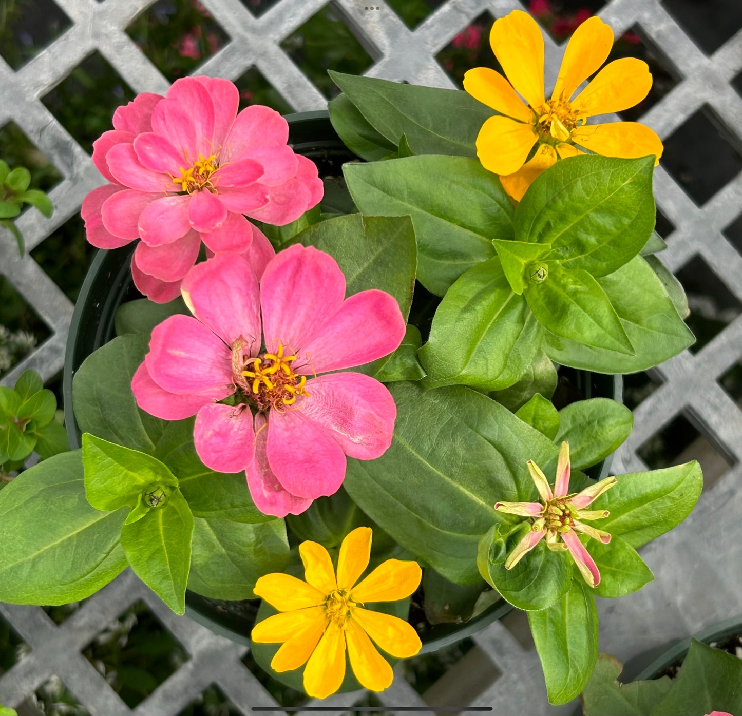 Potted Pink and Yellow Zinnias | Digital Painted Paper Collage | Premium Matte Paper Wooden Framed Poster