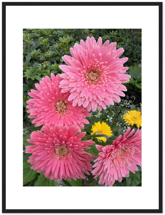 Elevate Your Space with 'Pink Chinese Asters' Acrylic Photographic Print