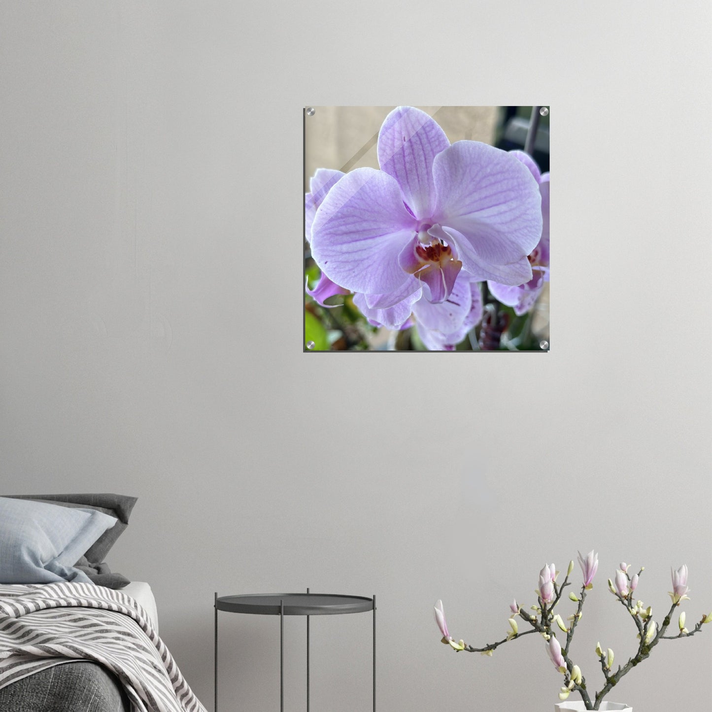 Lavender Phalaenopsis Photograph Orchid Acrylic Print