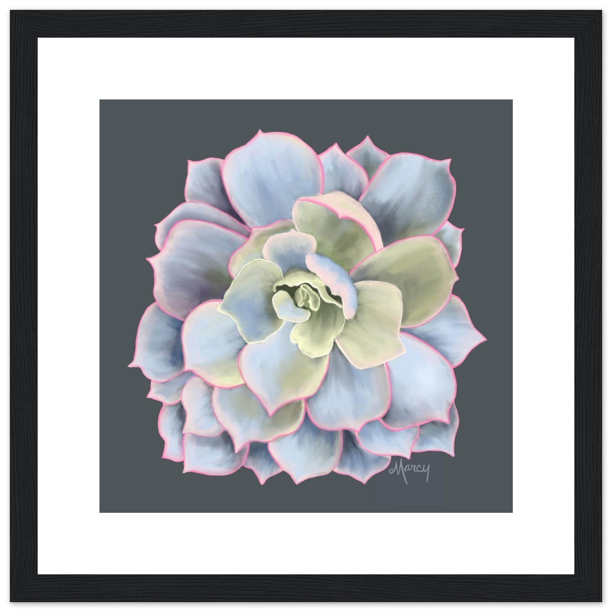 january succulent Succulent of the Month | January | Echeveria Succulent