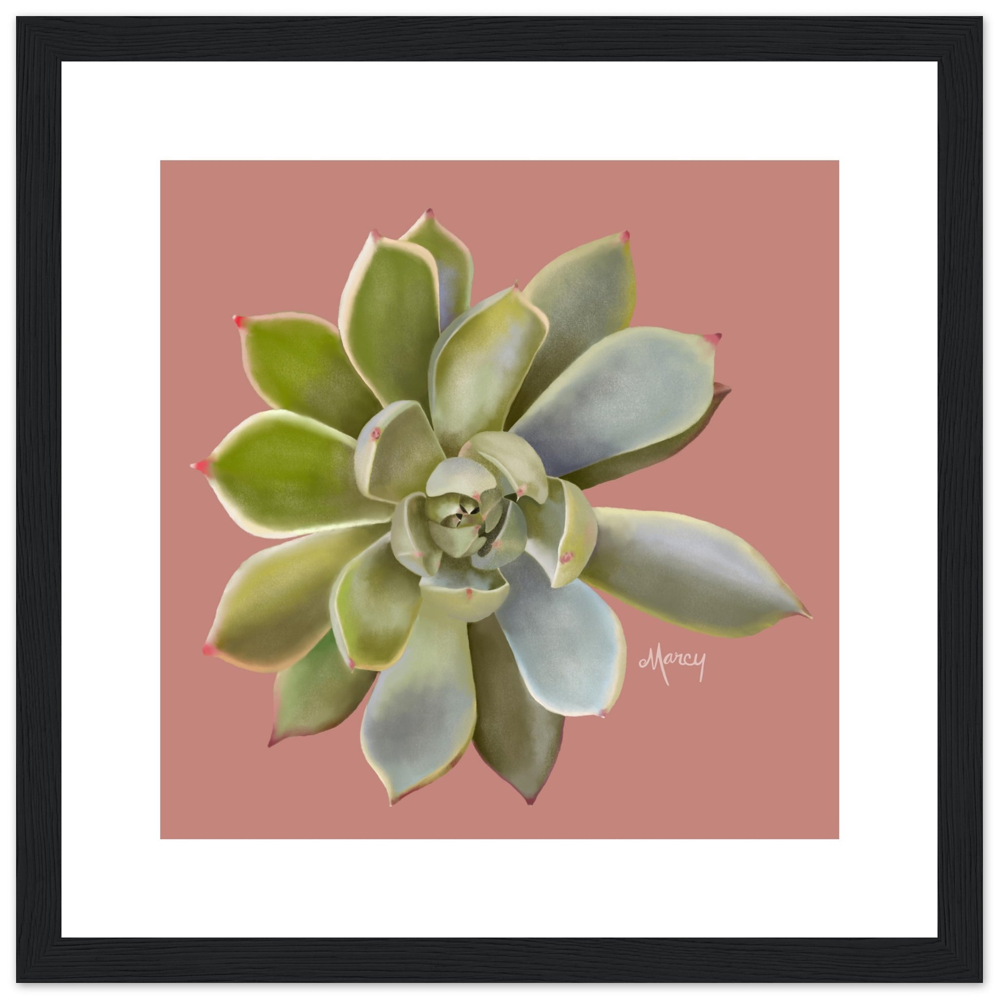 succulent premium Succulent of the Month | July | Echeveria Succulent