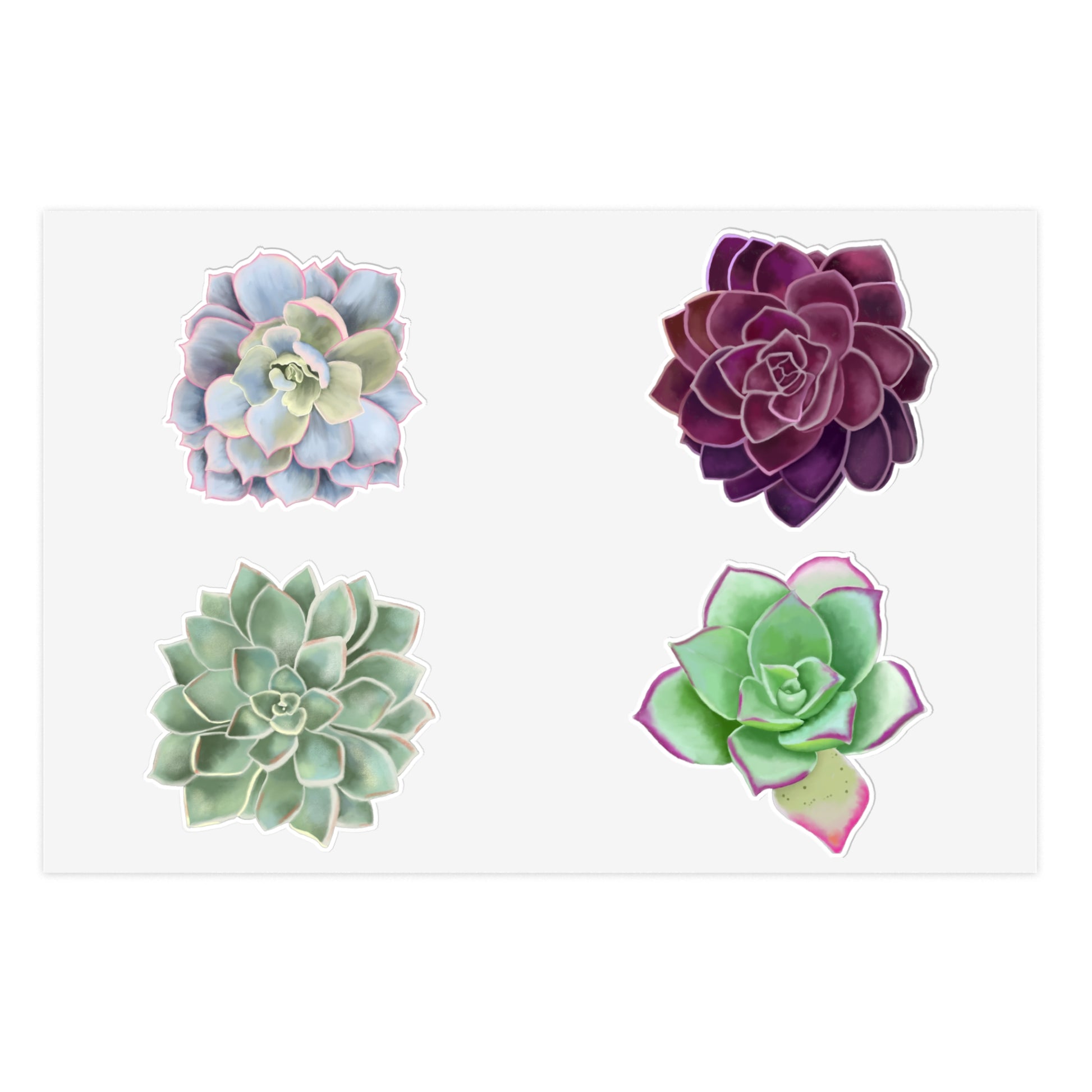 january succulent Echeveria Succulents of the Month, Jan-Apr, Sticker Sheets – Marcy Brennan Art