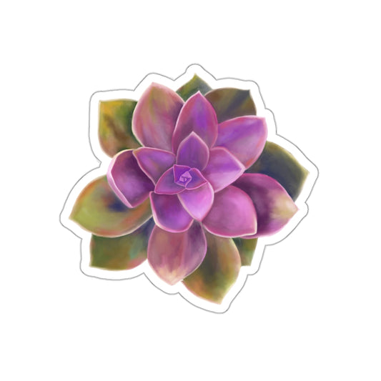 Succulent of the Month, August, Die-Cut Sticker, Echeveria Succulent, Pink and Green