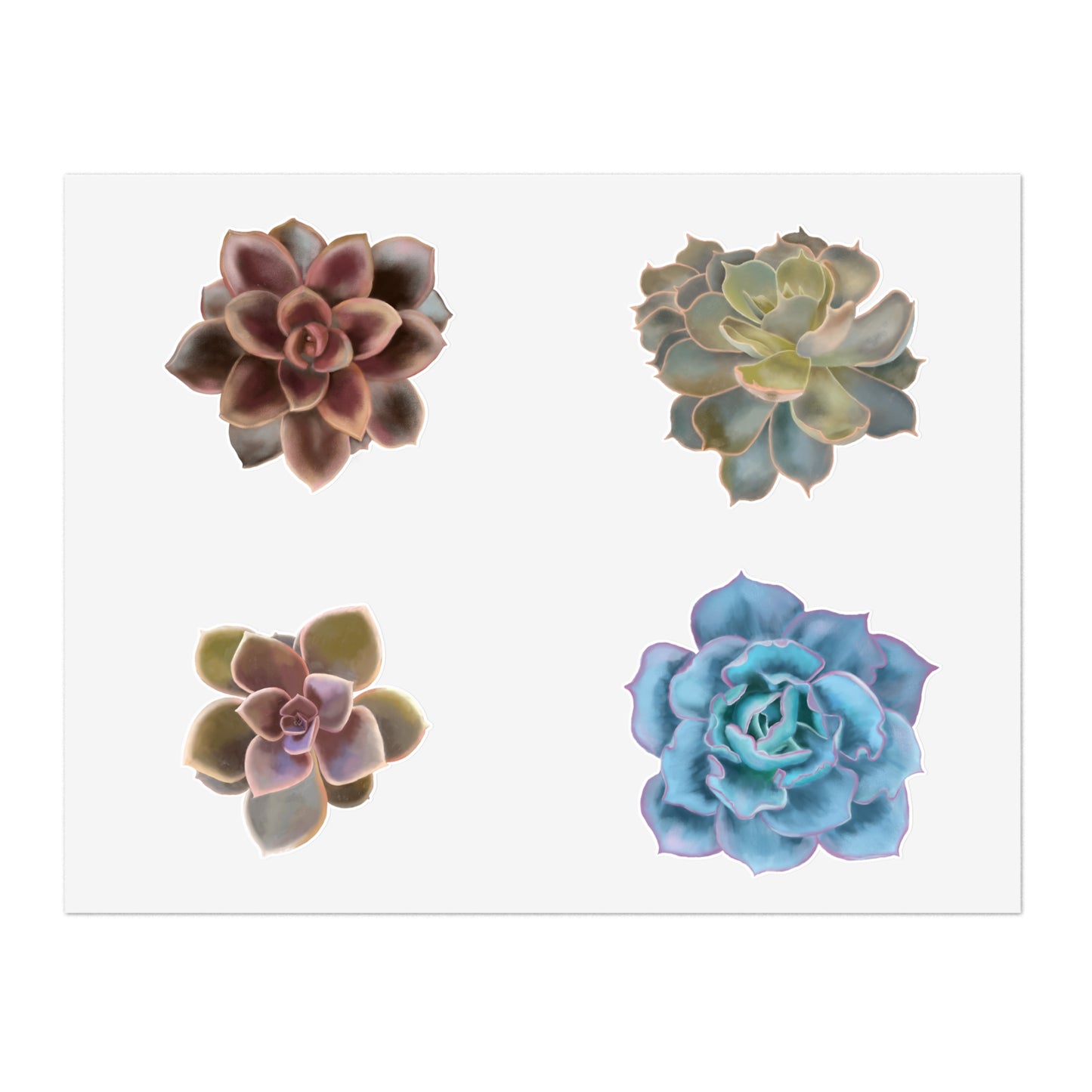 Echeveria Succulents of the Month, Sep-Dec, Sticker Sheets