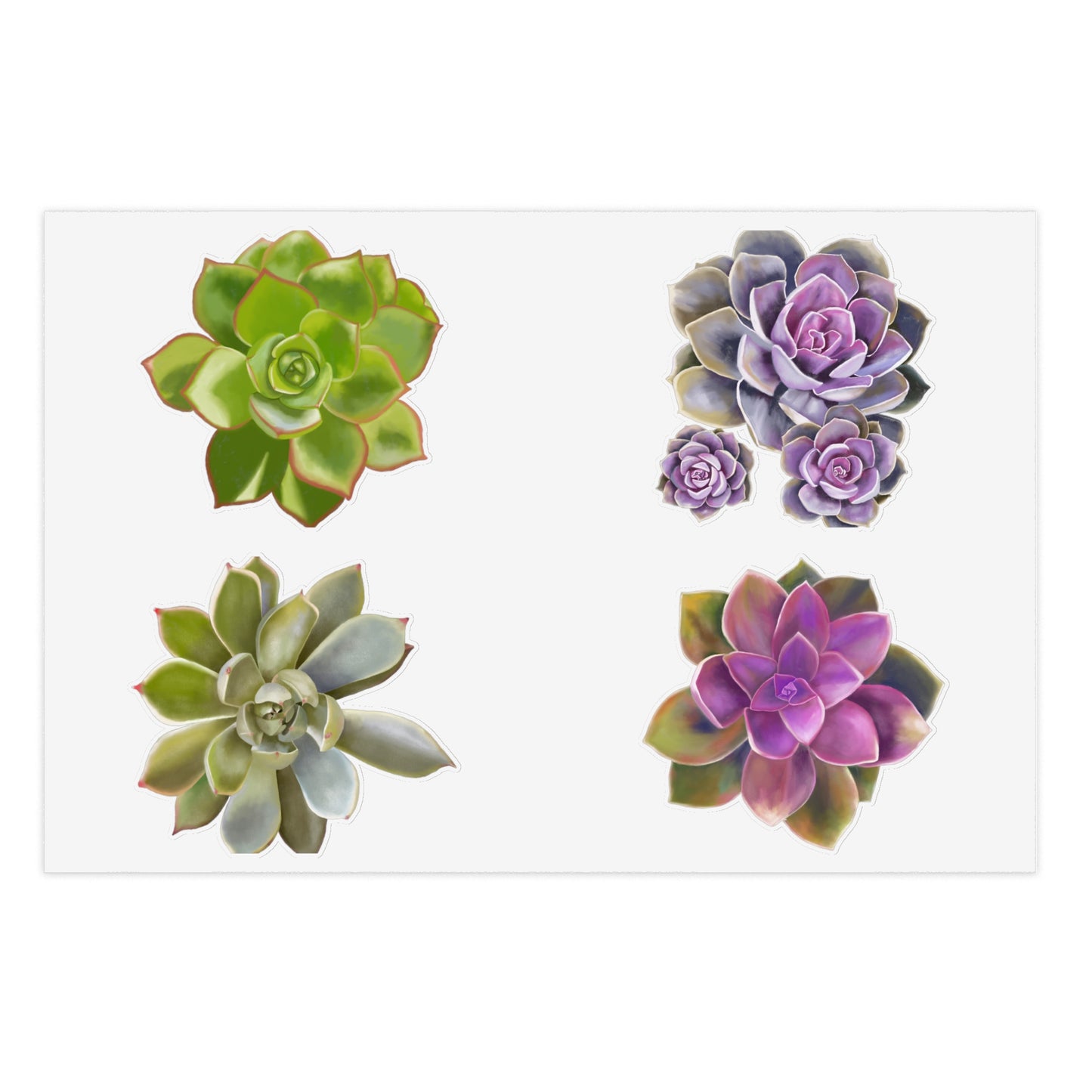 Copy of Echeveria Succulents of the Month, May-Aug, Sticker Sheets