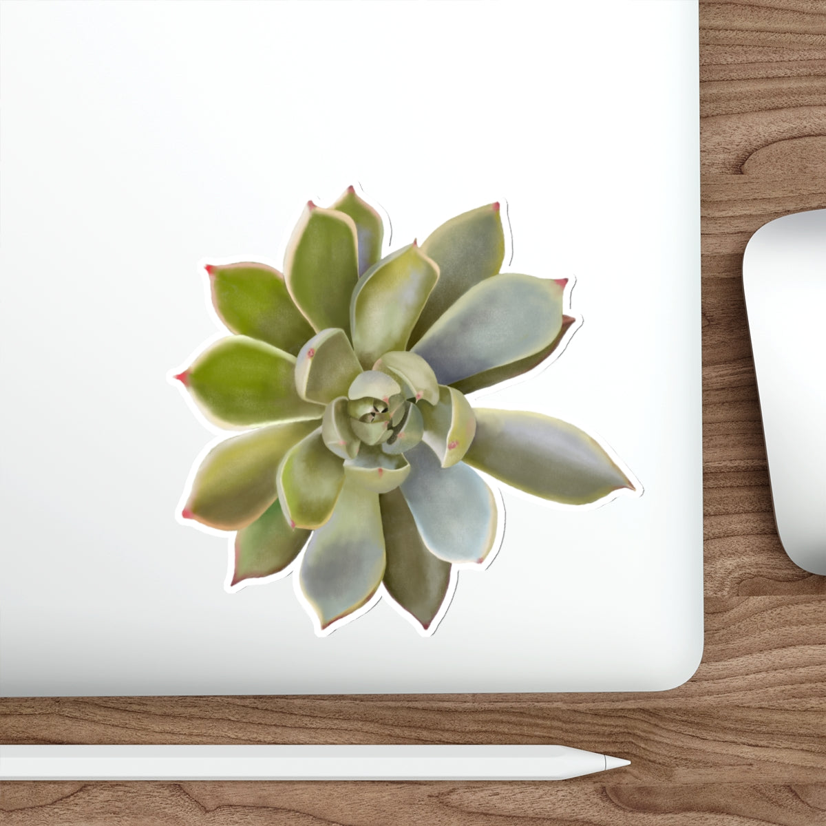 Succulent of the Month, July, Die-Cut Sticker, Echeveria Succulent, Celadon and Gray Green with Pink Tips