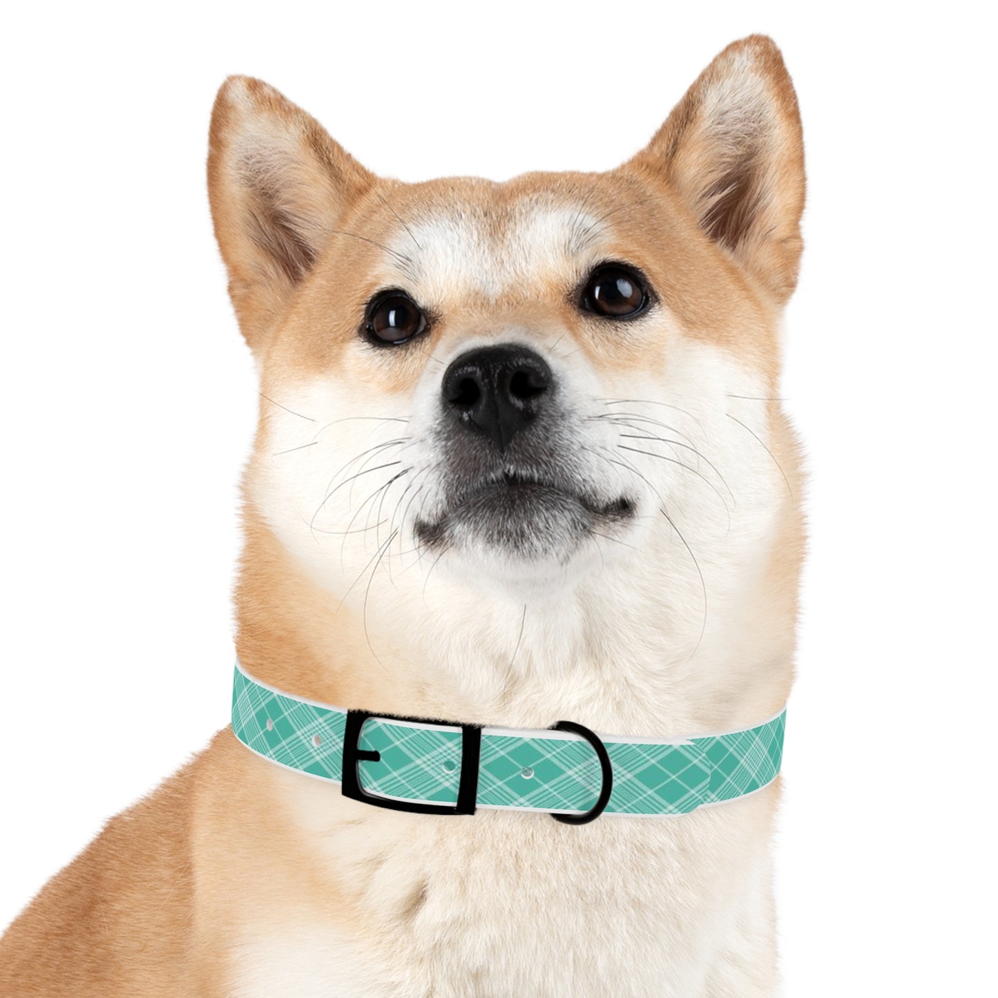 Turquoise and White Plaid Dog Collar