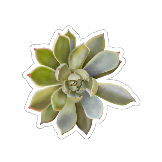 Succulent of the Month, July, Die-Cut Sticker, Echeveria Succulent, Celadon and Gray Green with Pink Tips