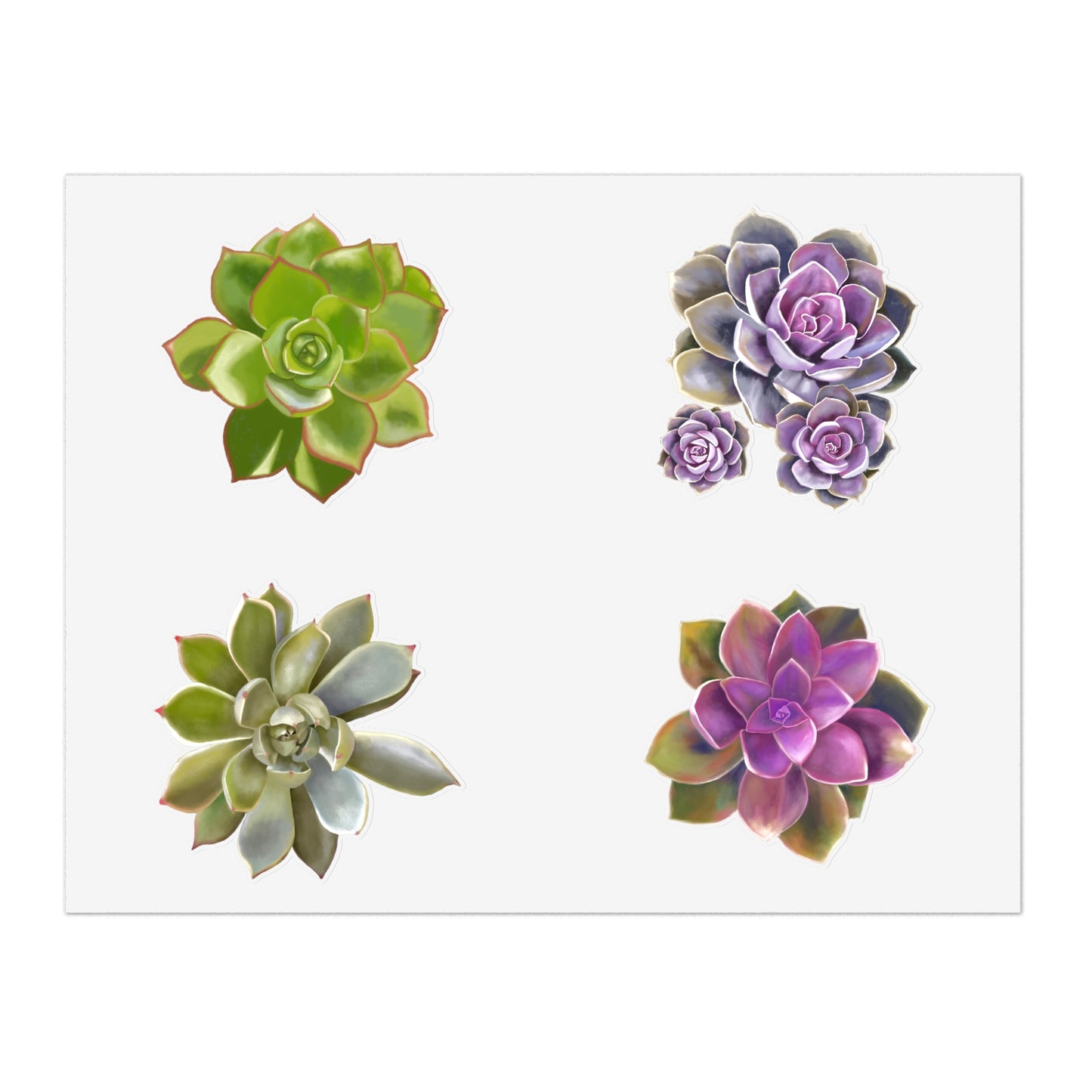 Copy of Echeveria Succulents of the Month, May-Aug, Sticker Sheets