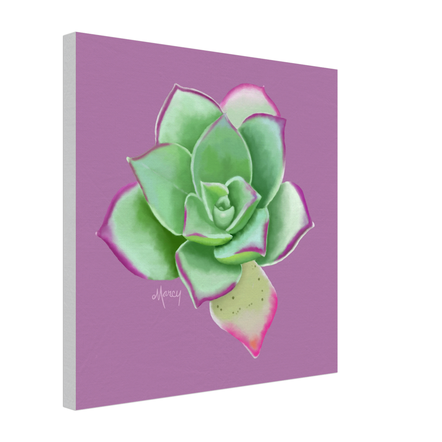 Succulent of the Month | April | on Stretched Canvas | Echeveria Succulent
