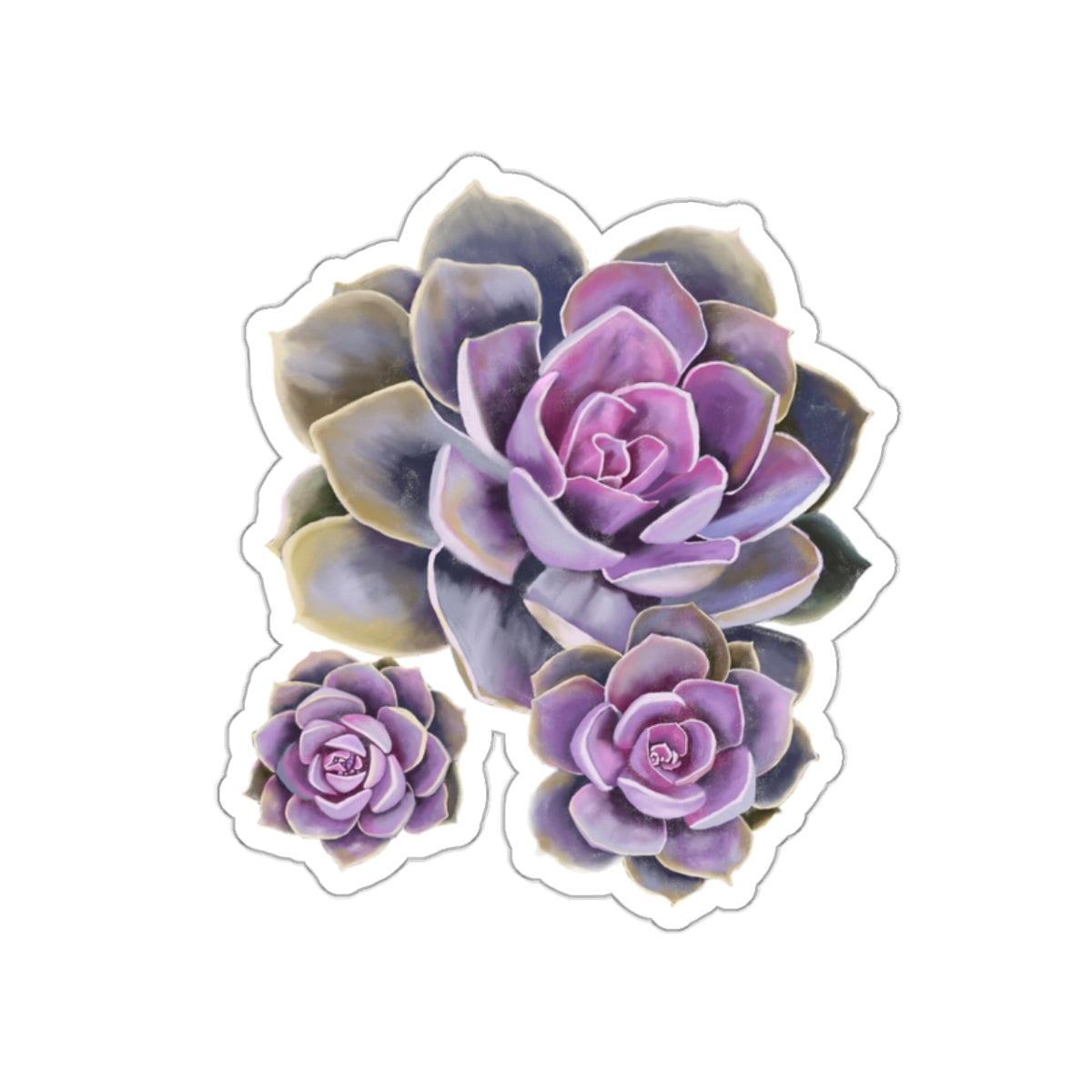 Succulent of the Month, June, Die-Cut Sticker, Echeveria Succulent, Pink and Purple