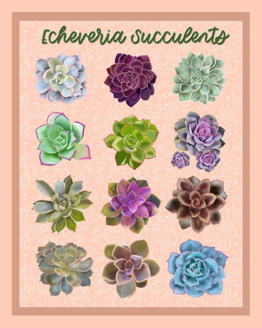 Free Echeveria Succulents 8x10 Poster