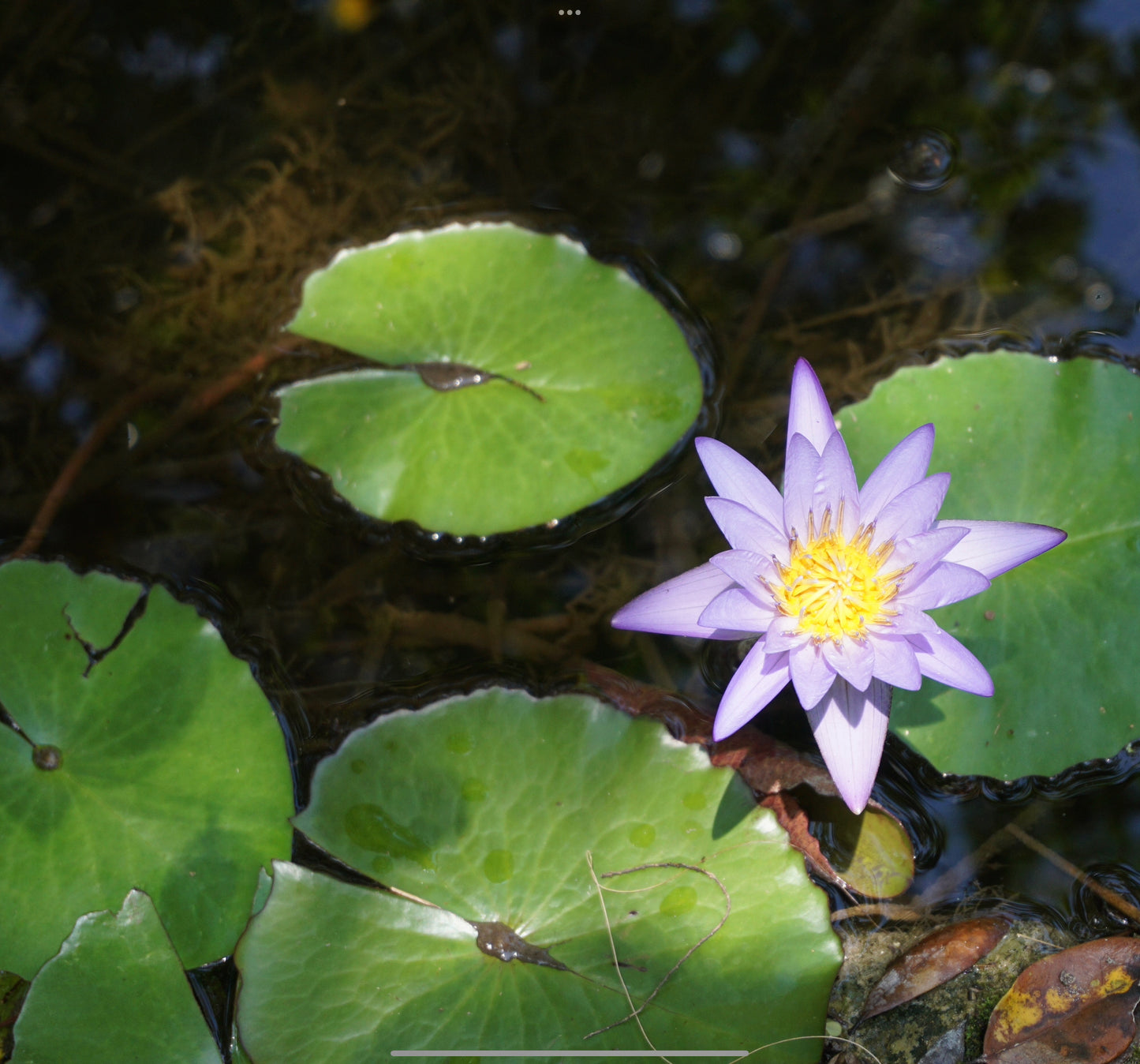 Lavender Water Lily - Premium Matte Paper Wooden Framed Poster