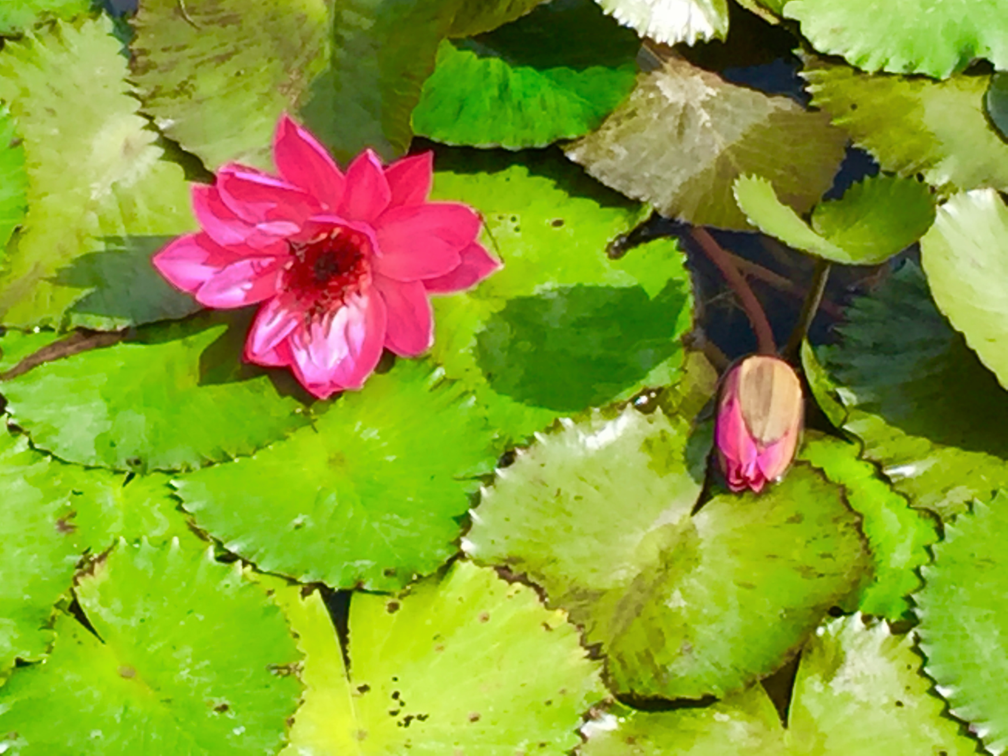 Pink Water Lily on Citron Green Lily Pads - Premium Matte Paper Wooden Framed Poster