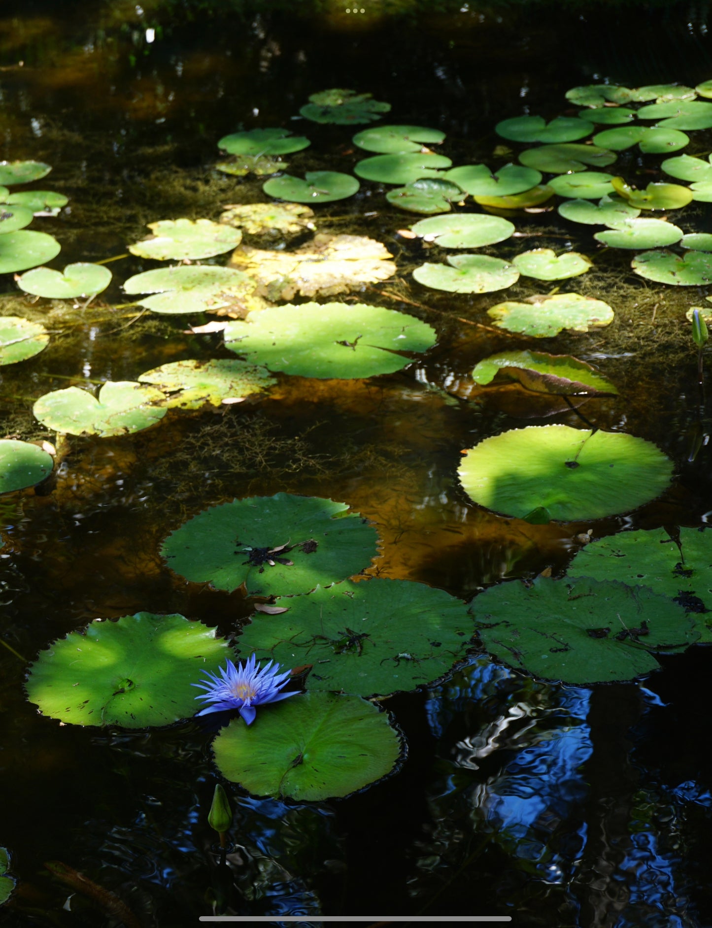 Moody Pond of Lily Pads at McKee Botanical Gardens Print | Premium Matte Paper Wooden Framed Poster