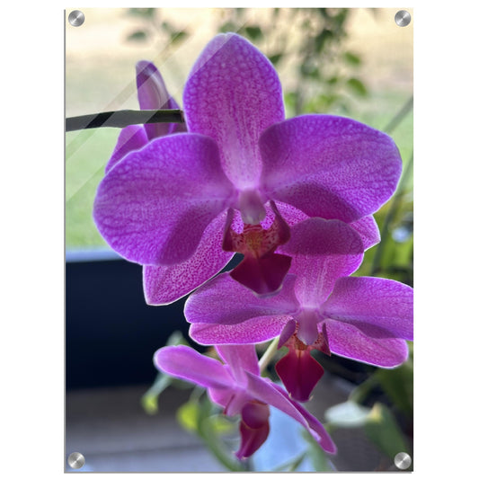 Purple Phalaenopsis Orchid Photograph Acrylic Print