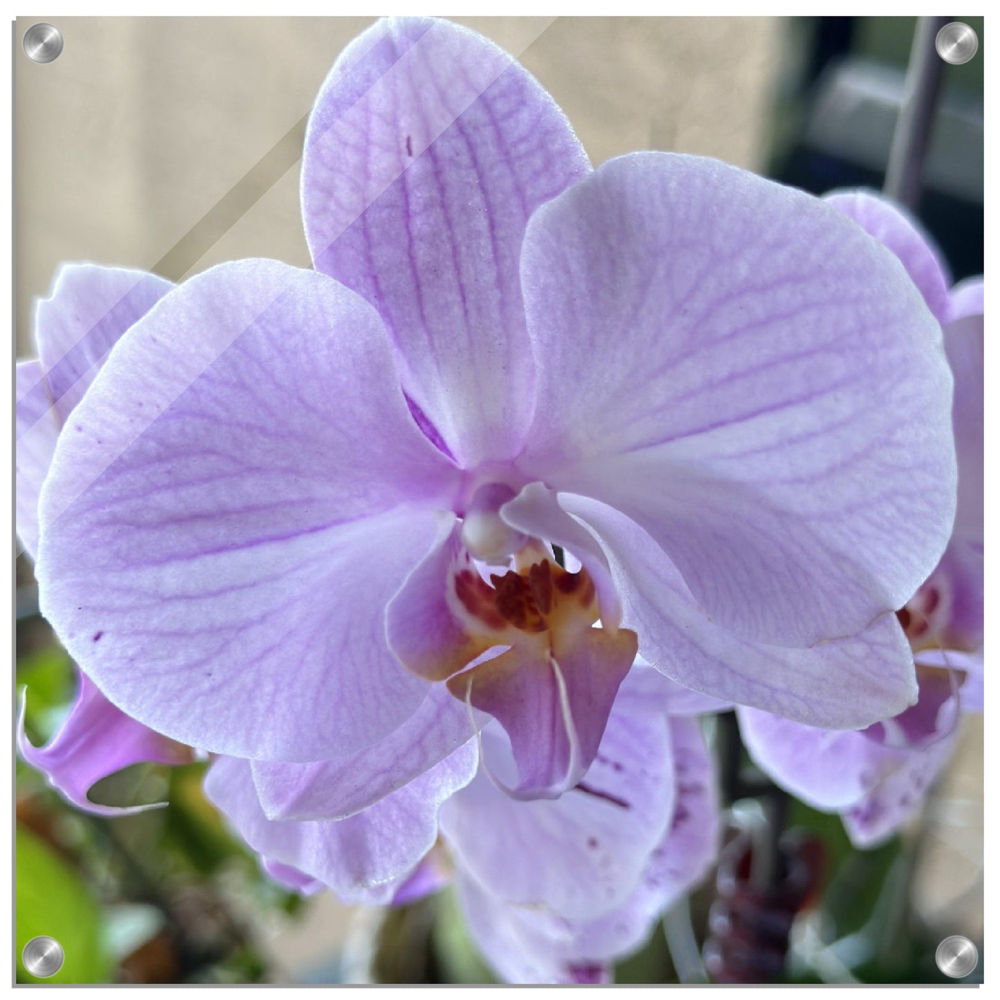 Lavender Phalaenopsis Photograph Orchid Acrylic Print