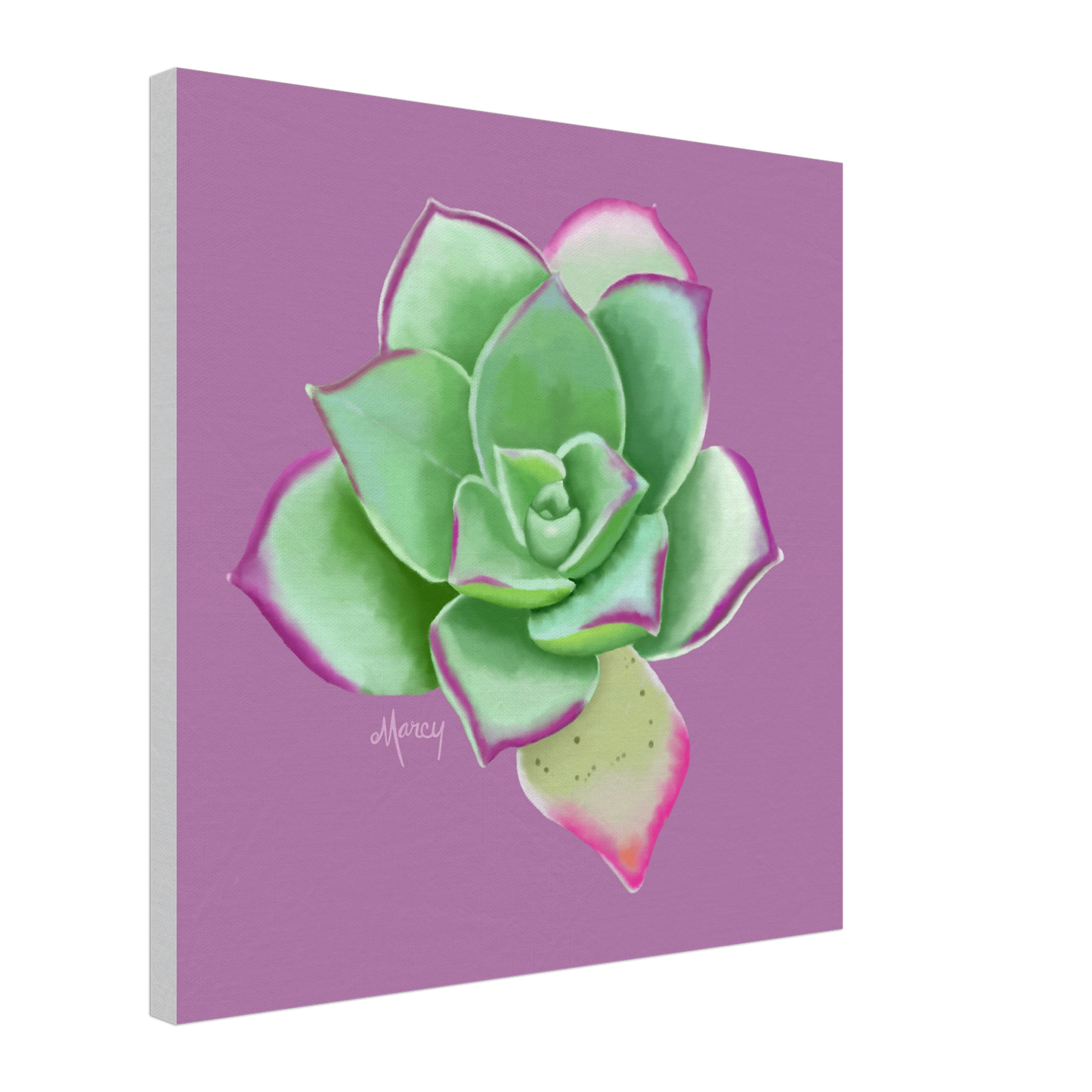 Succulent of the Month | April | on Stretched Canvas | Echeveria Succulent