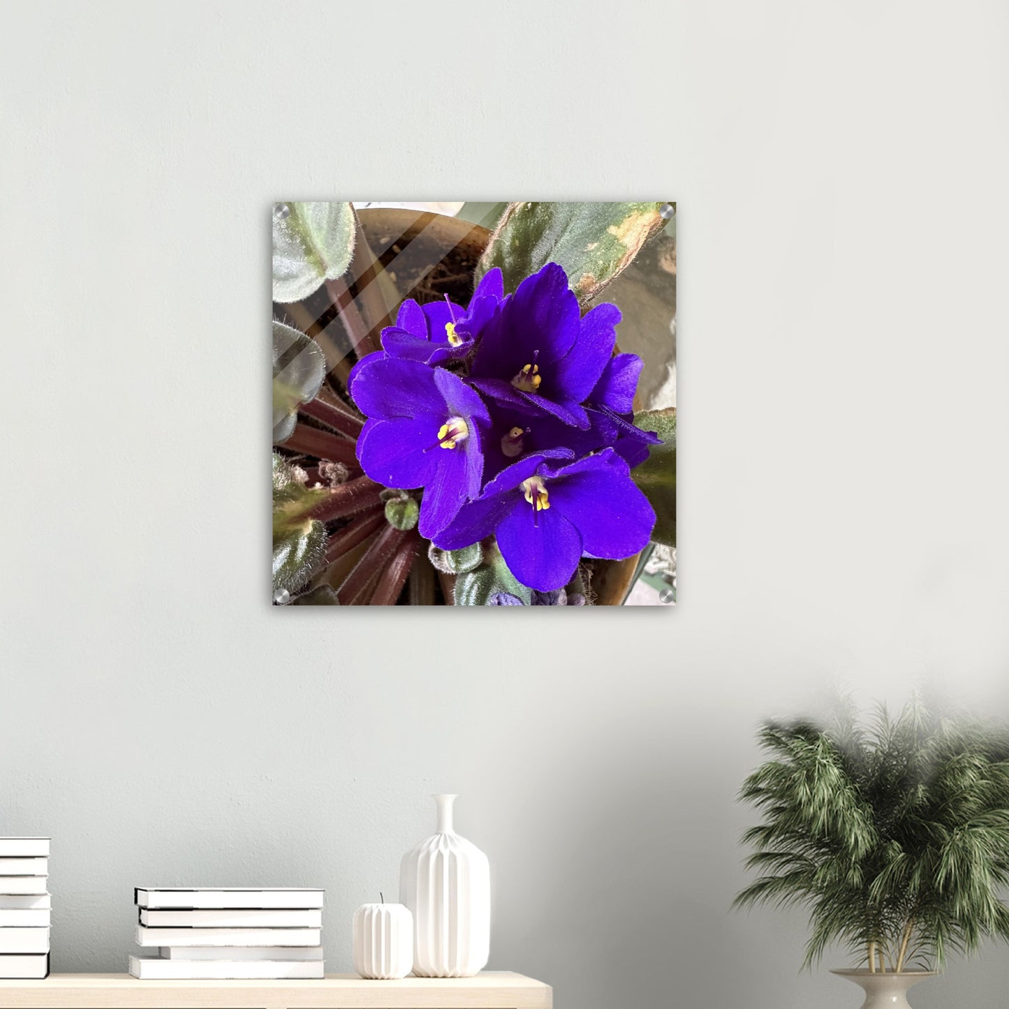 African Violet Blooms Photograph Acrylic Print