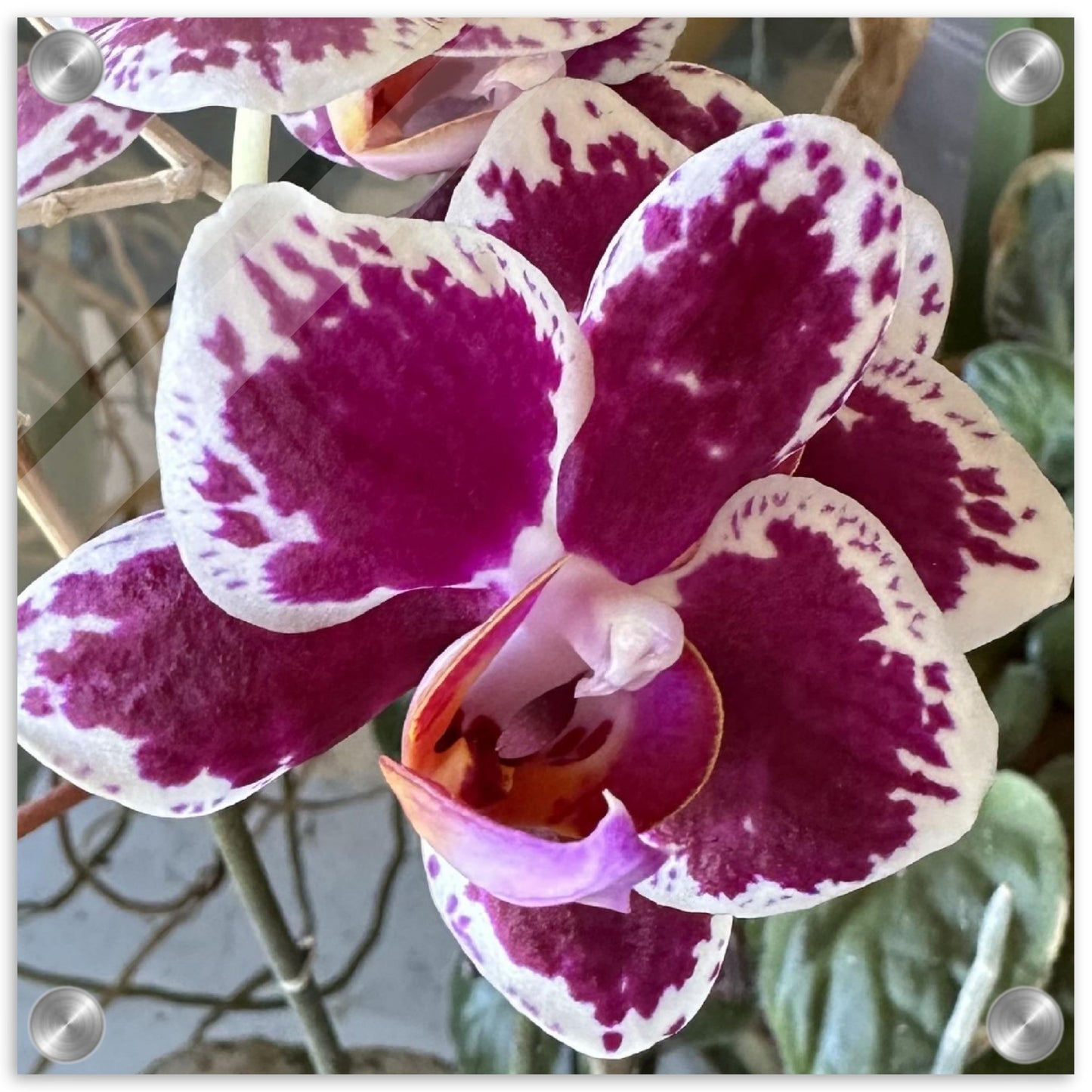 Burgundy Orchid Photograph Acrylic Print