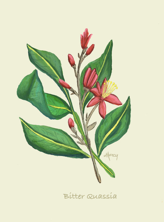 Vintage Botanical Illustration of Bitter Quassia Digital Download