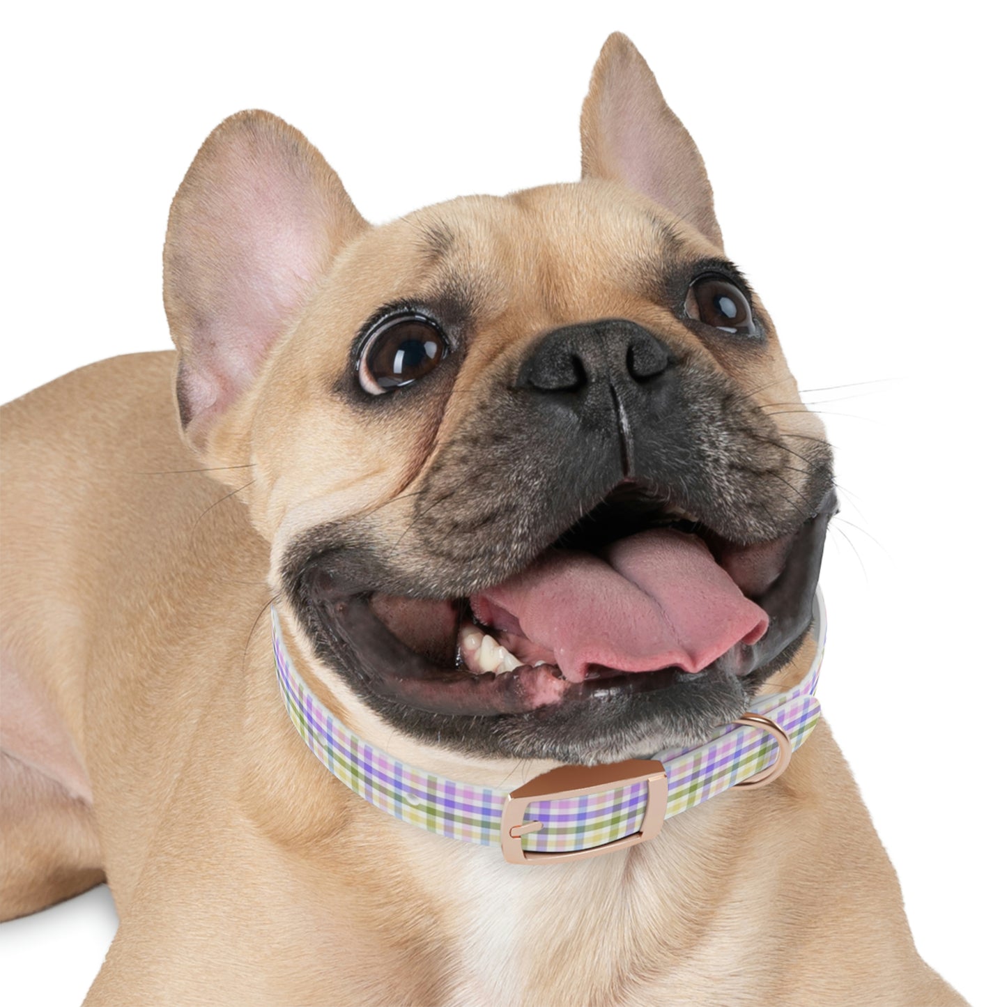 English Garden Plaid Dog Collar