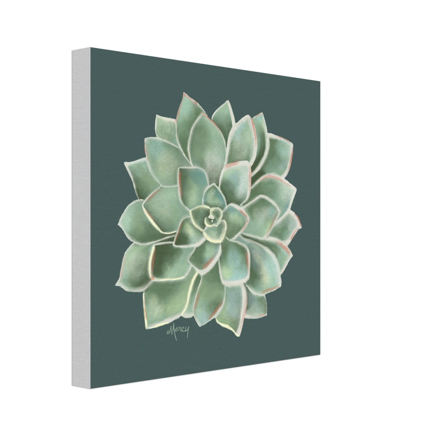 Succulent of the Month | March | on Stretched Canvas | Echeveria Succulent